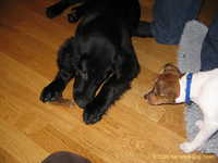  Odin&Aleena 010.jpg 